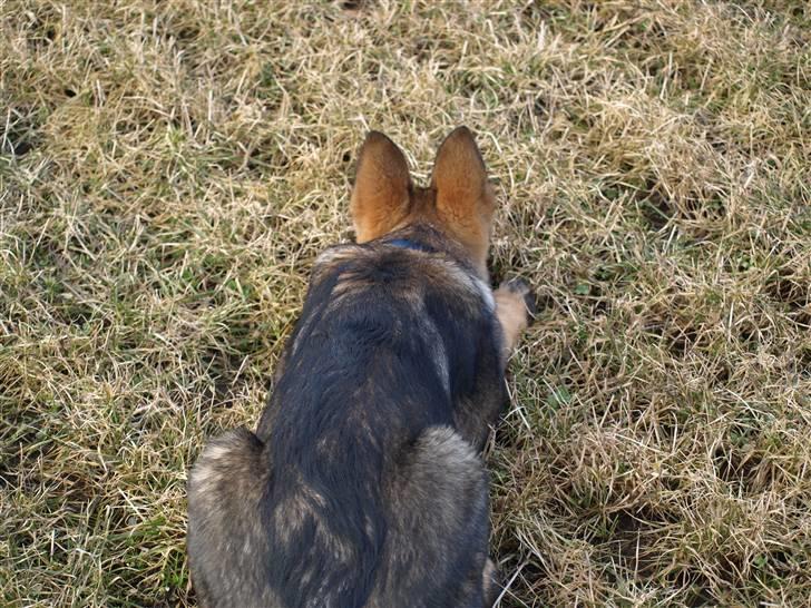 Schæferhund Team Otkjær's Aya - Hehe nu kommer den med de lange øre... ligger mig lige parat til at angribe...:-) billede 6