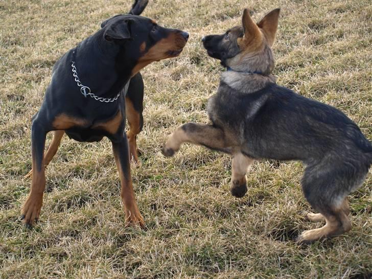 Schæferhund Team Otkjær's Aya billede 7