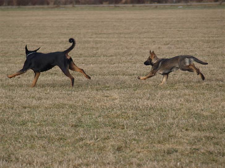 Schæferhund Team Otkjær's Aya billede 8