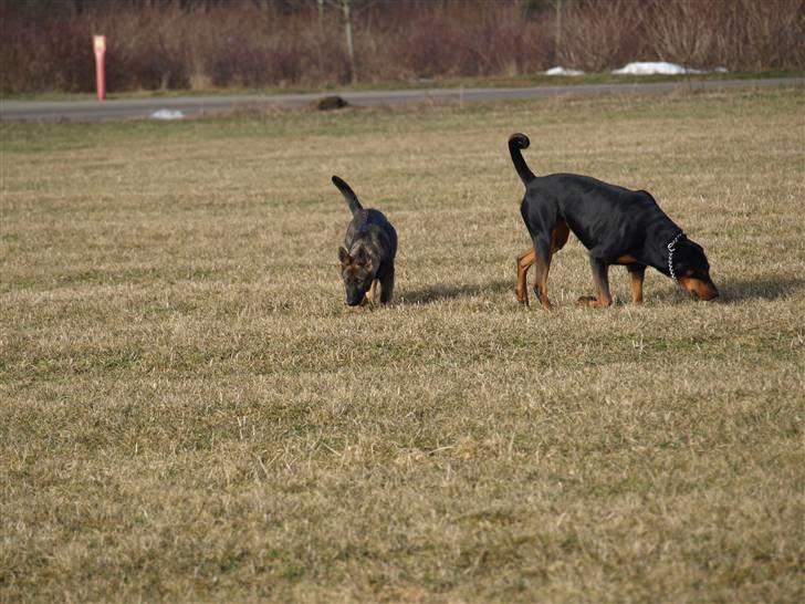 Schæferhund Team Otkjær's Aya billede 9