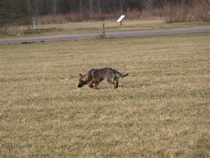 Schæferhund Team Otkjær's Aya billede 10