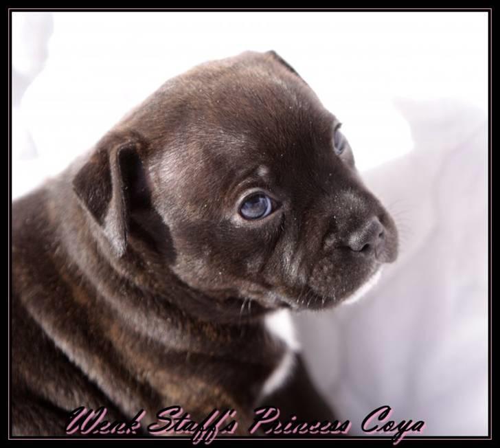 Staffordshire bull terrier Wenk Staffs Princess Coya - Coya pigen 5 uger....SÅ lækker..;o) billede 6