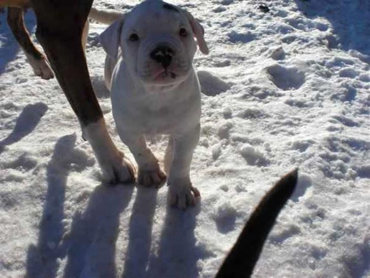 Amerikansk bulldog Mango billede 2