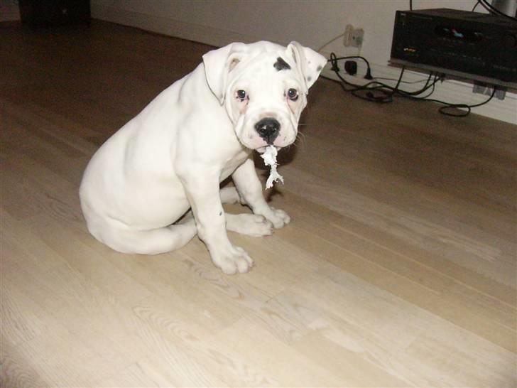 Amerikansk bulldog Mango - Vovsen med de mest uskyldige øjne billede 3