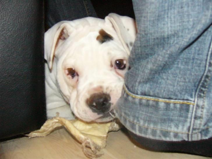 Amerikansk bulldog Mango billede 4