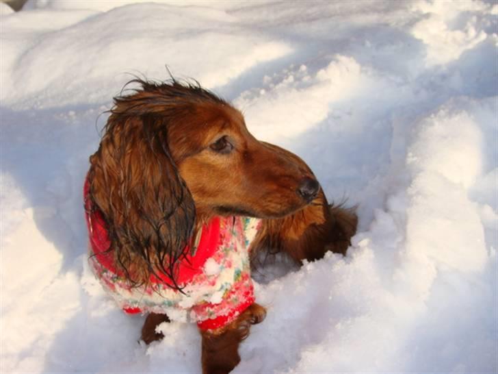 Dværggravhund Mille billede 12