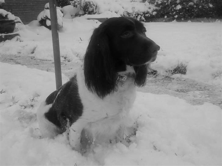 Engelsk springer spaniel stella billede 6