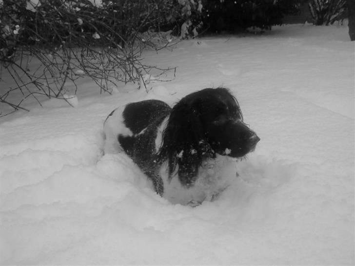 Engelsk springer spaniel stella billede 7