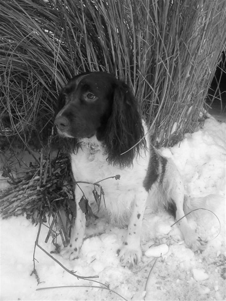 Engelsk springer spaniel stella billede 8