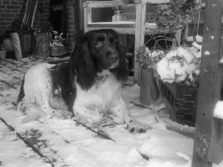 Engelsk springer spaniel stella billede 9