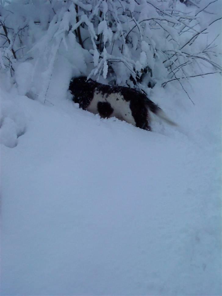 Engelsk springer spaniel stella billede 10