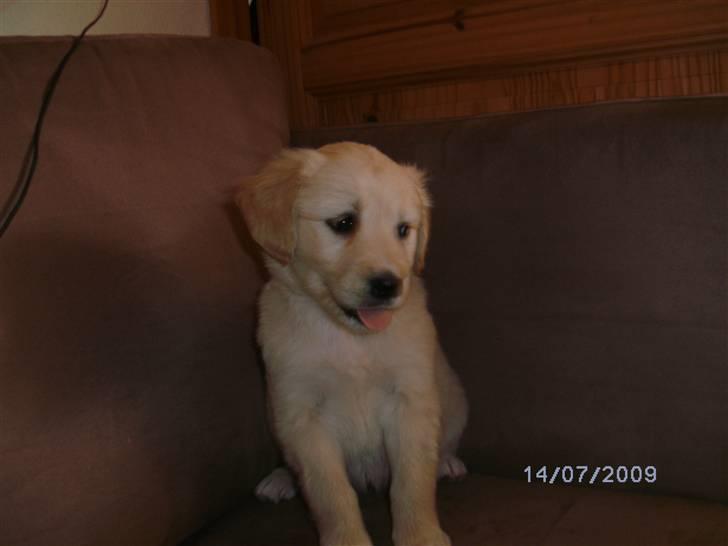 Blanding af racer Molly - Hun kan de sidde pænt i en sofa, det må man da sige. billede 5