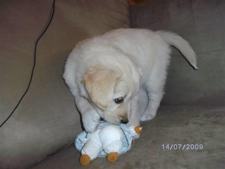 Blanding af racer Molly - Molly, der lige var kommet hjem til mine forældre, for første gang, hun ser da tilfreds ud. billede 6