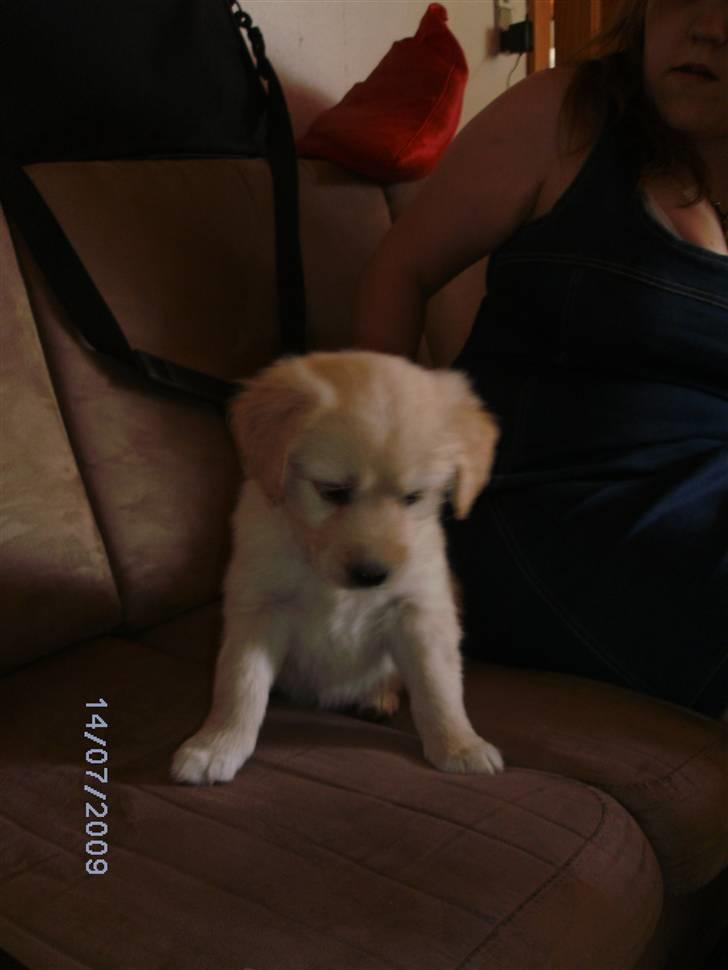 Blanding af racer Molly - Lidt forkælet er hun og vil hun altid være, hun mangler i hvert fald ingenting. billede 7