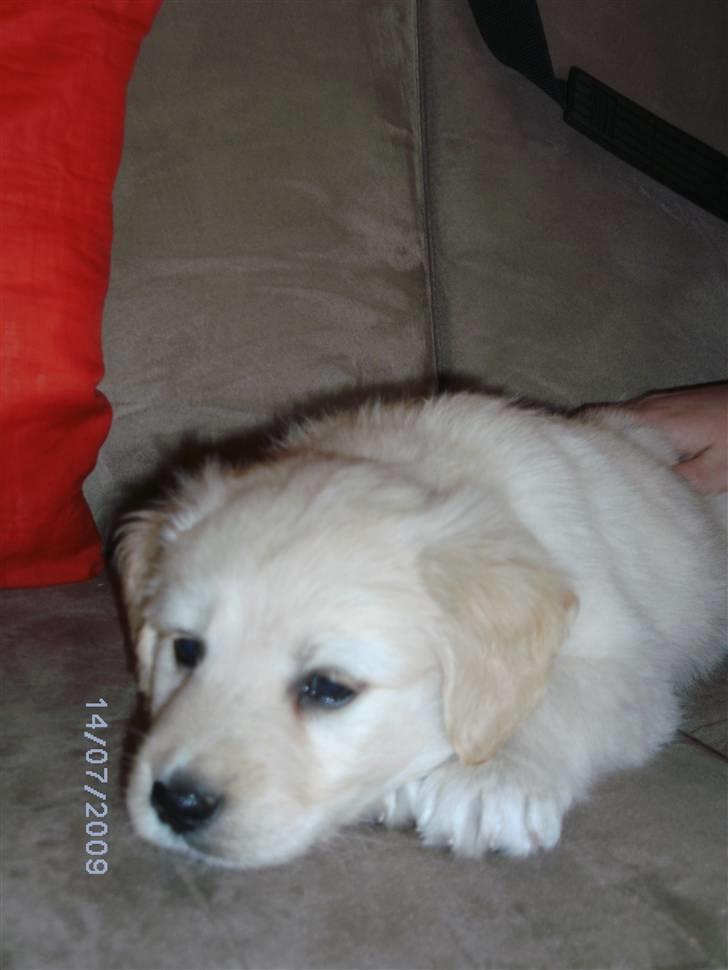 Blanding af racer Molly - Molly der er ved og falde i søvn. billede 8