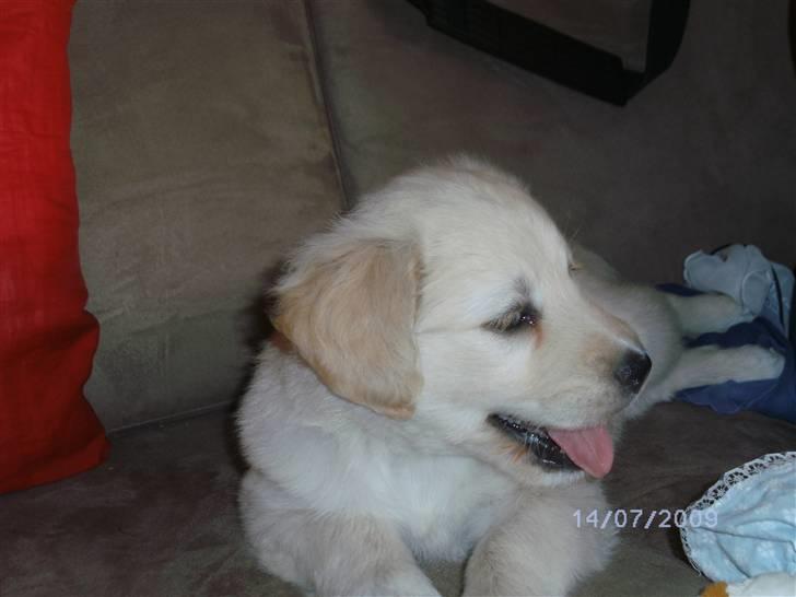 Blanding af racer Molly - Hun har et dejligt smil, man kan ikke gøre andet end og smile når man er sammen med hende. billede 9