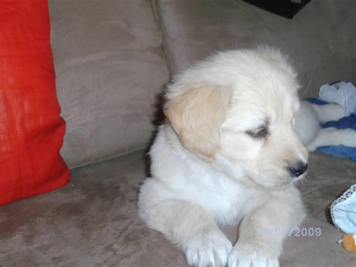 Blanding af racer Molly - Prøvede at få et billede hvor hun kigger ind i kameraet, men detvar hun ikek helt enig i, der skete for mange tign omkring hende. billede 10