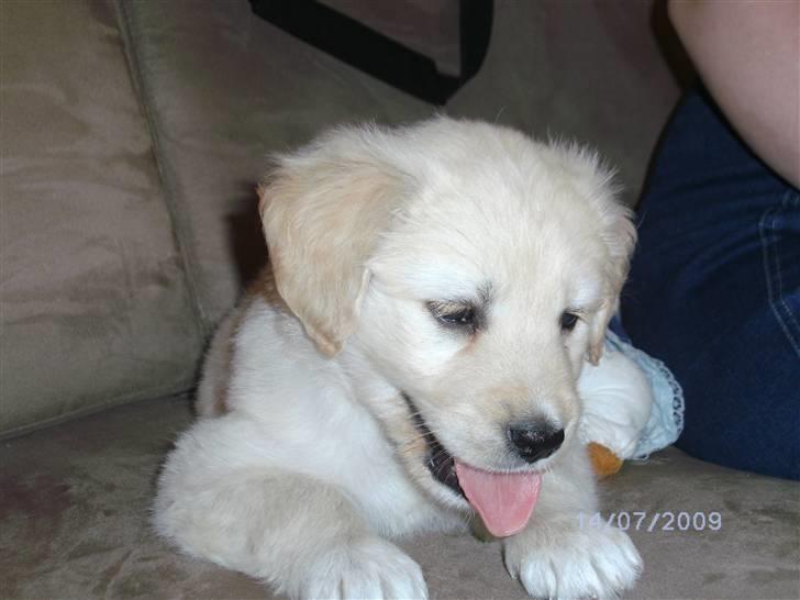 Blanding af racer Molly - Hun havde opdaget at der rendte to små hvalpe rundt på gulvet. billede 11