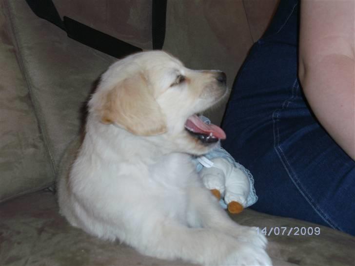 Blanding af racer Molly - Molly som er træt, hun var også lige kommet væk fra hendes biologisk familie. billede 12