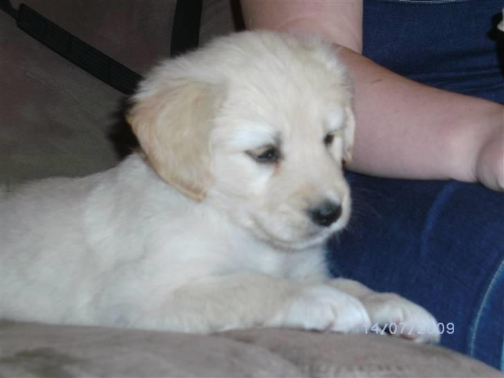 Blanding af racer Molly - Man kan ikke sige andet end hun ligger pænt på det her billede. billede 13