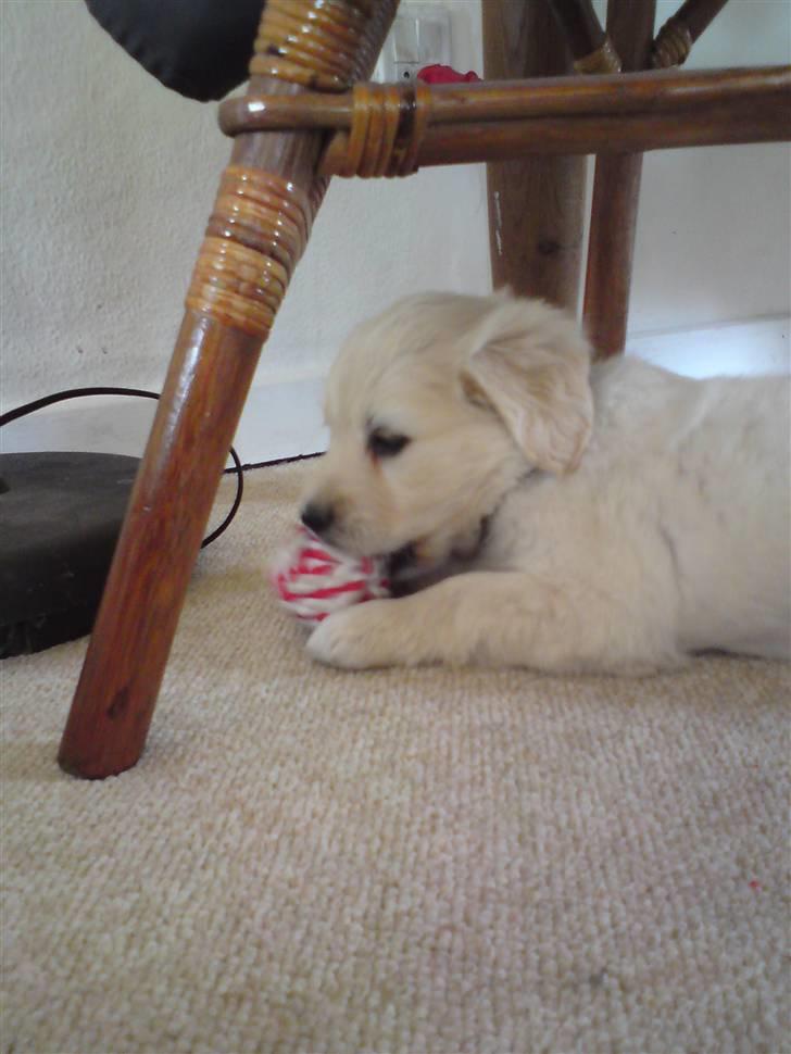 Blanding af racer Molly - Molly der lige er kommet hjem i hendes nye hjem, hvor hun leger med hendes føreste legetøj, utrolig nok har hun den stadigvæk og er stadig lige så glad for den. billede 14