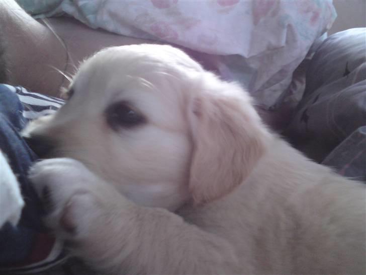 Blanding af racer Molly - Molly der tror jeg er hendes mor, hun er selvfølgelig heller ikke så gammel, på det her billede billede 15