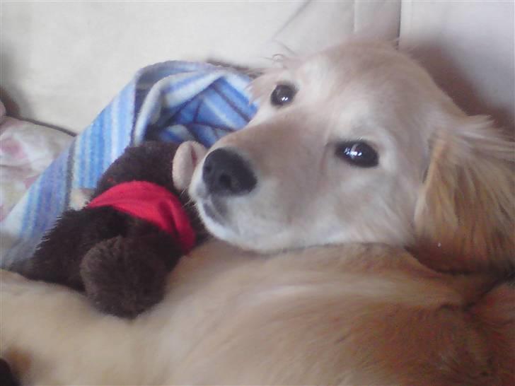 Blanding af racer Molly - Molly sammen med hendes ynglings bamse Abbi, som hun sover med hver nat. billede 17