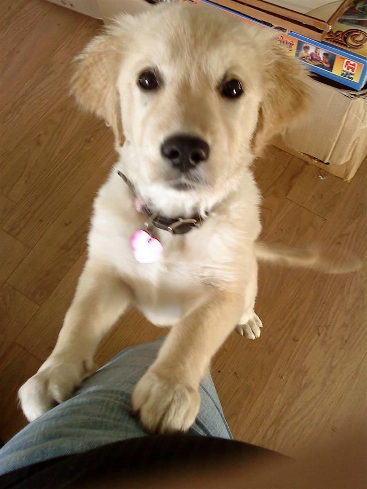 Blanding af racer Molly - Molly som er fotogen, hun ville helt tæt på kameraet. billede 18