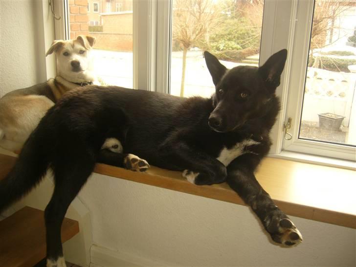 Blanding af racer Chick - Chick og halvbror Neji. billede 7