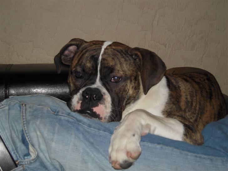 Olde english bulldogge Alf  ;o)  - Uhm. ligger lige på far billede 7