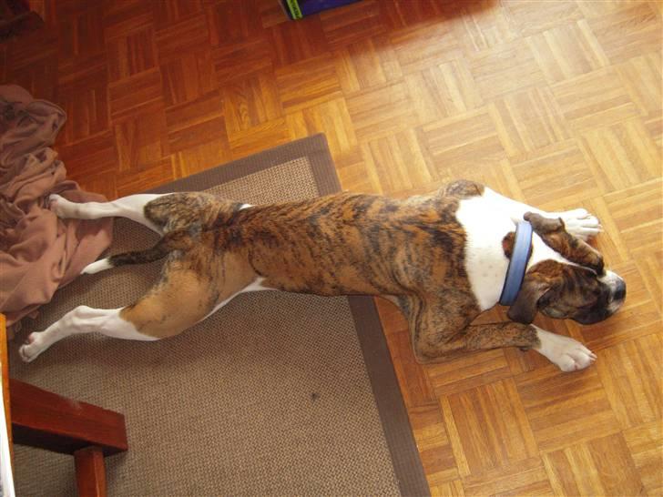 Olde english bulldogge Alf  ;o)  - Total afslapninf billede 8