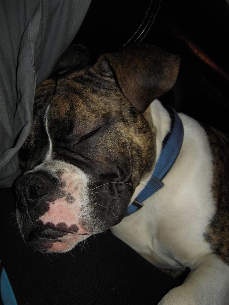 Olde english bulldogge Alf  ;o)  billede 9