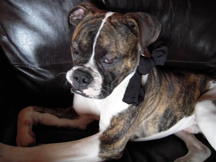 Olde english bulldogge Alf  ;o)  - Alf m sørgebind. billede 10