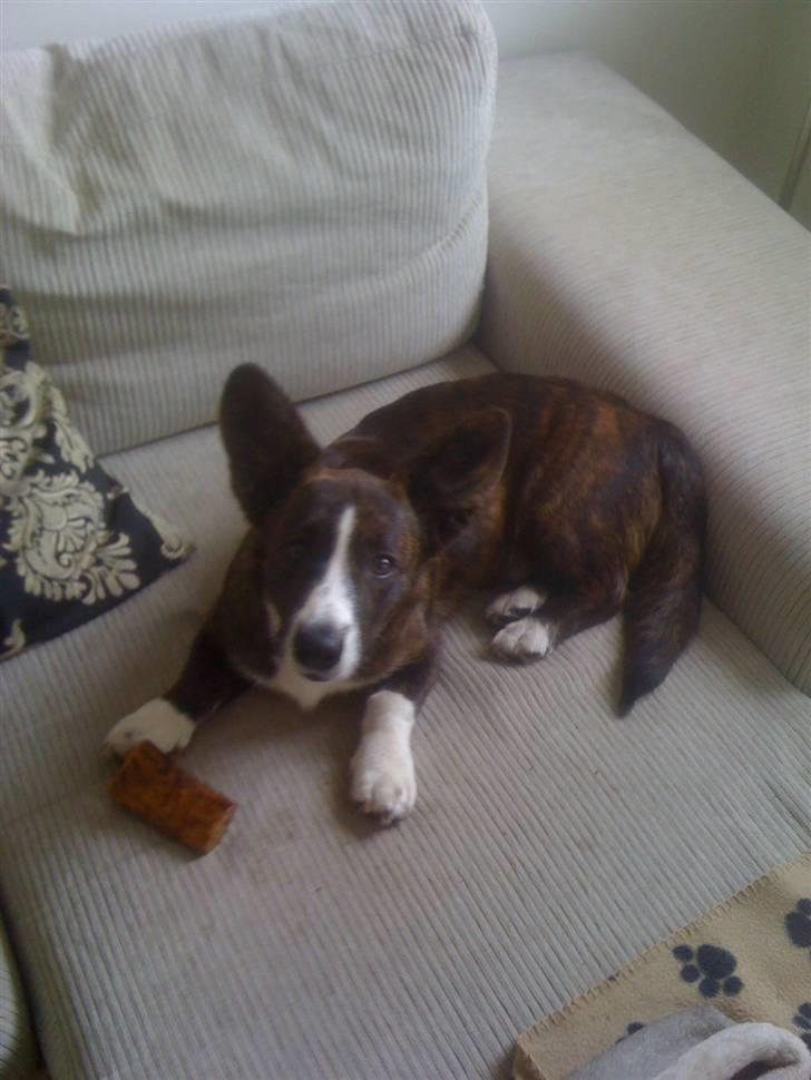 Welsh corgi cardigan Leopold - Leopold hygger sig med sit nye kødben billede 1