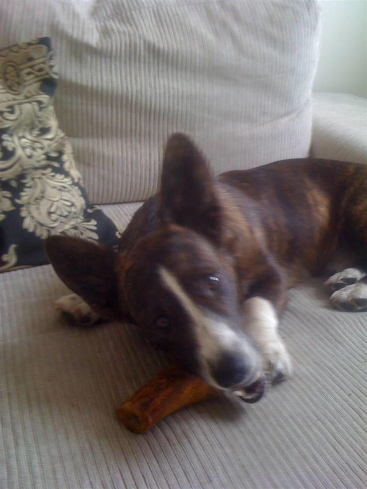 Welsh corgi cardigan Leopold billede 2