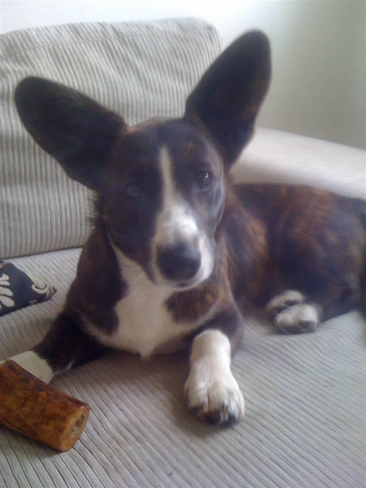 Welsh corgi cardigan Leopold billede 3