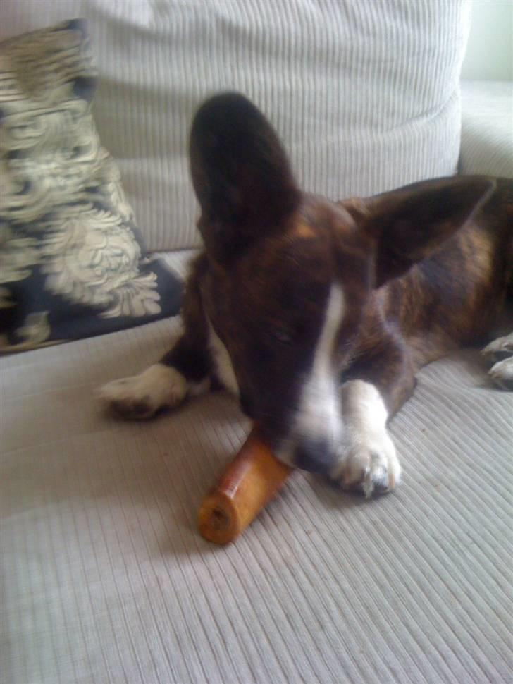 Welsh corgi cardigan Leopold billede 4