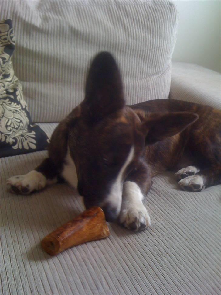 Welsh corgi cardigan Leopold billede 5