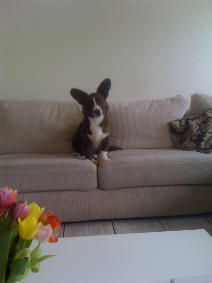 Welsh corgi cardigan Leopold billede 6