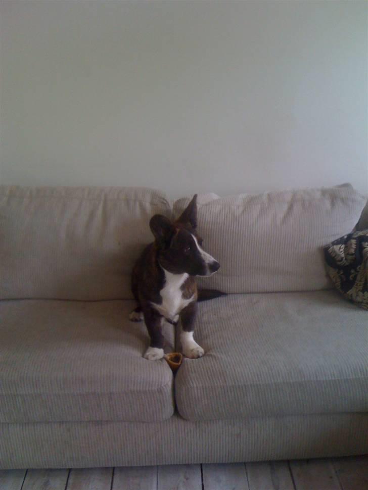 Welsh corgi cardigan Leopold billede 7