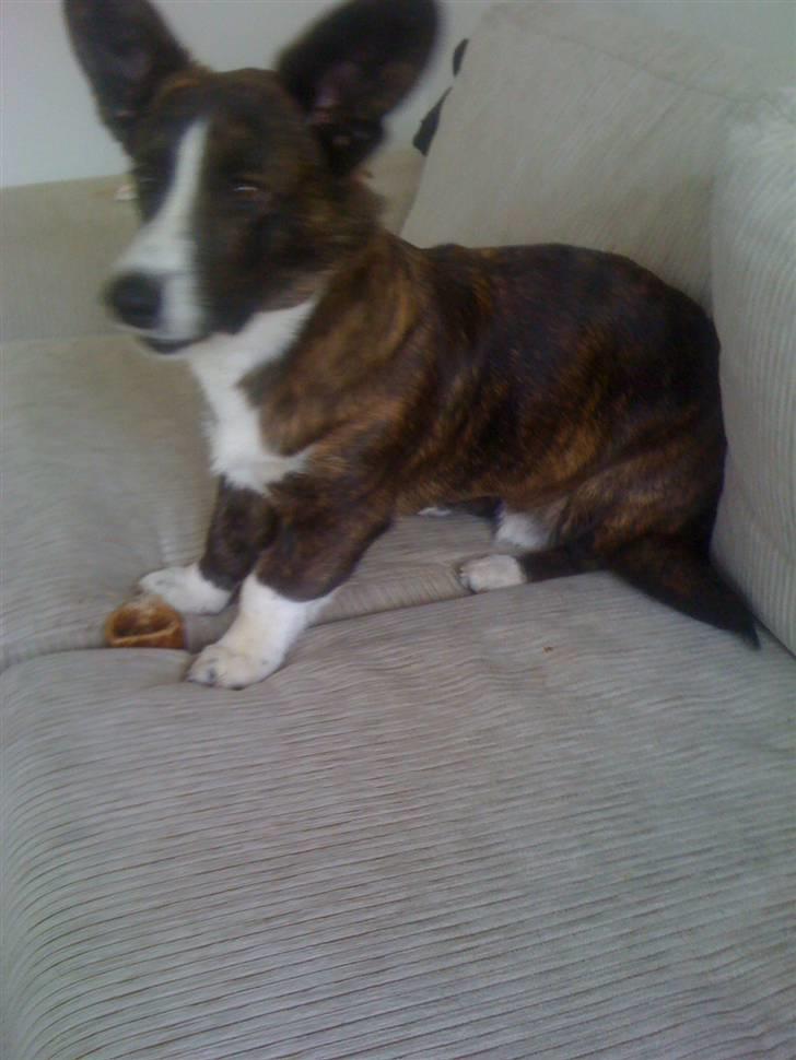 Welsh corgi cardigan Leopold billede 8