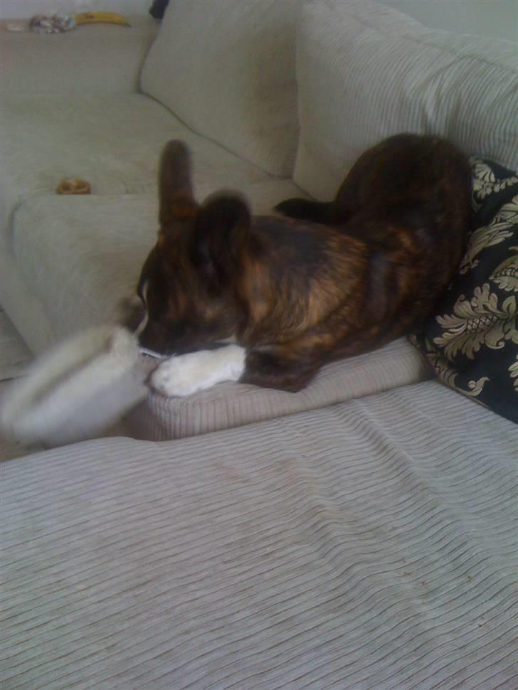 Welsh corgi cardigan Leopold billede 9