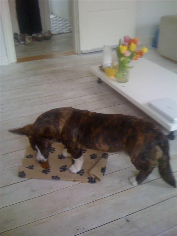 Welsh corgi cardigan Leopold billede 10