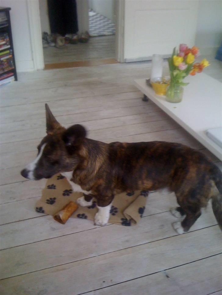 Welsh corgi cardigan Leopold billede 12