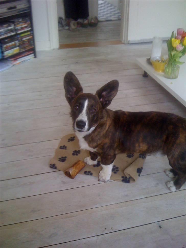 Welsh corgi cardigan Leopold billede 14