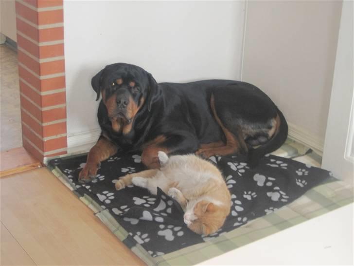 Rottweiler Goofy  [SOLGT!] - Goofy og Samson:) billede 10