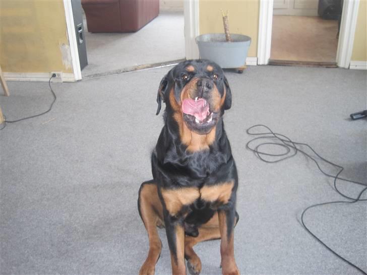 Rottweiler Goofy  [SOLGT!] - :P billede 11