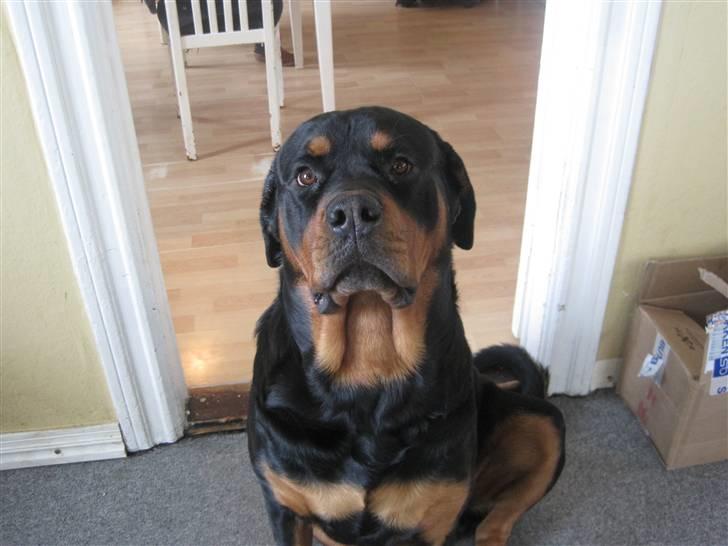 Rottweiler Goofy  [SOLGT!] billede 12