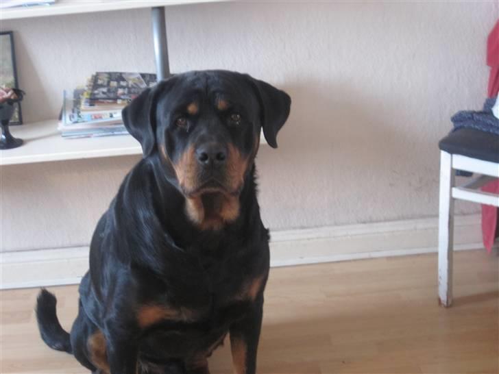 Rottweiler Chicco [SOLGT!:'(] billede 11