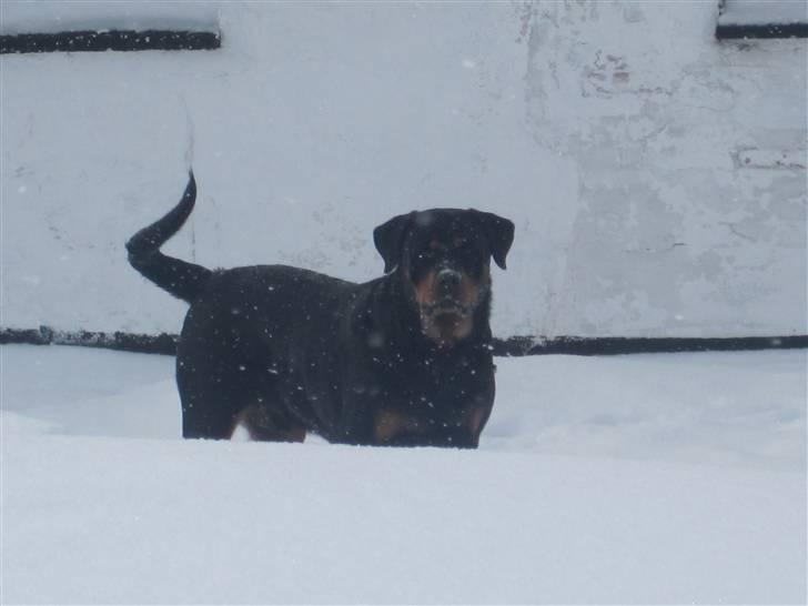 Rottweiler Chicco [SOLGT!:'(] - Chicco i sneen:) billede 12